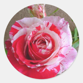 Gestreepte Rozen Sticker