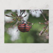 Gestreepte Shieldbug briefkaart (Voorkant)
