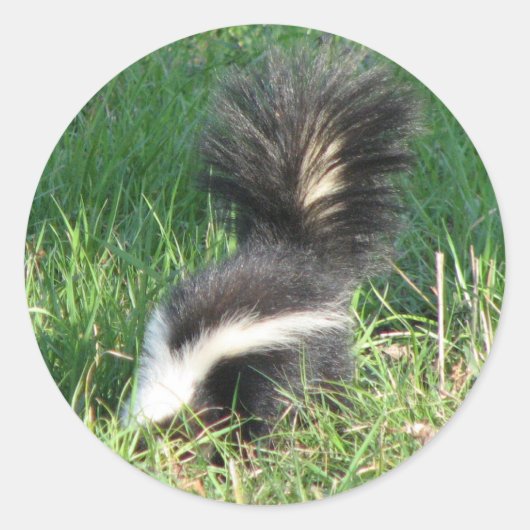 Gestreepte Skunk Sticker (Voorkant)