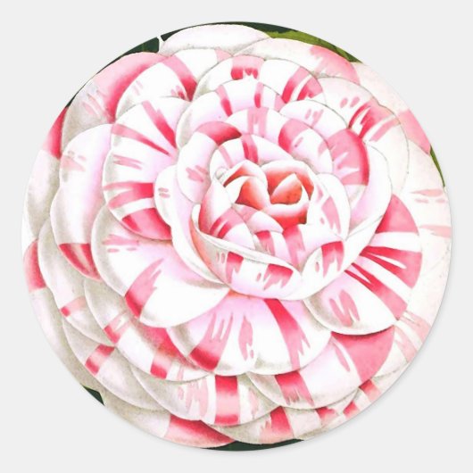 Gestreepte snoeprietcamellia ronde sticker (Voorkant)