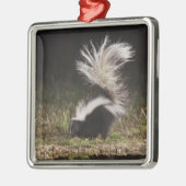 Gestreepte stinkdier-, mefitis-mephitis metalen ornament (Links)