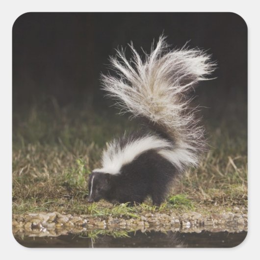 Gestreepte Stinkdier, Mephitis mephitis Vierkante Sticker (Voorkant)