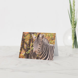 Gestreepte zebra van dichtbij in een mopani-bosfot bedankkaart