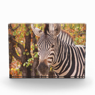 Gestreepte zebra van dichtbij in een mopani-bosfot fotoblokken