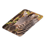 Gestreepte zebra van dichtbij in een mopani-bosfot magneet (Linkerzijde)