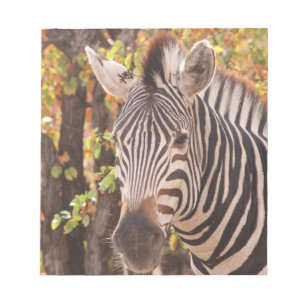 Gestreepte zebra van dichtbij in een mopani-bosfot notitieblok