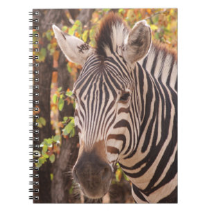 Gestreepte zebra van dichtbij in een mopani-bosfot notitieboek