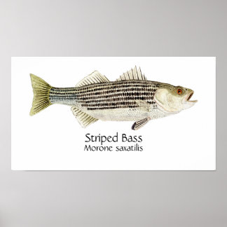 Gestreepte Zeebaars Kunst Poster
