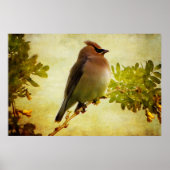 Gestructureerde Posterprint van de Cederpestvogel Poster (Voorkant)
