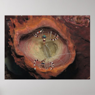 Gestuurde schoonmaakriemen poster