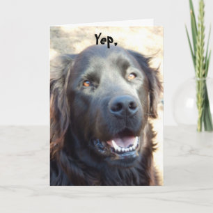 Get Well beroemd gemaakt door Dog Humor Greeting Kaart