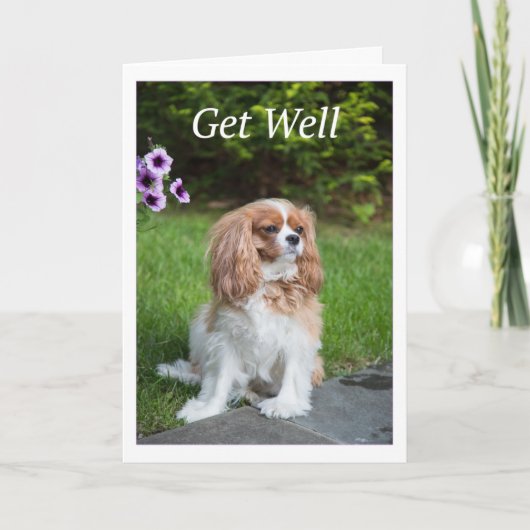 Get Well Flowers Cavalier King Charles Spanelles Kaart (Voorkant)
