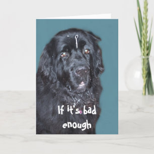 Get Well ~ Newfoundland Dog Kaart