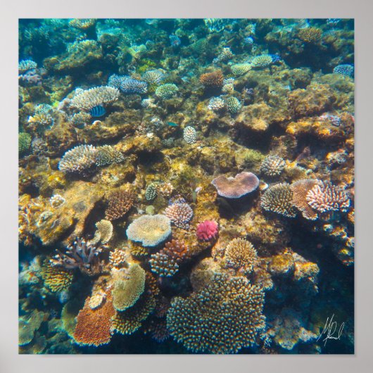 Getekend Great Barrier Reef Coral - #4 Poster (Voorkant)