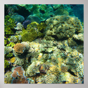 Getekend Great Barrier Reef Coral - #5 Poster