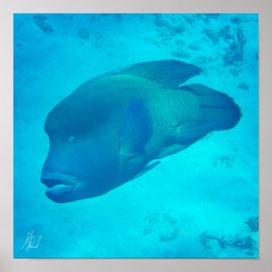 Getekende Great Barrier Reef Napoleon Wrasse Fish Poster