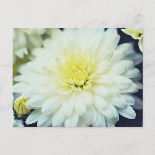 Getextureerd chrysanthemum briefkaart (Voorkant)
