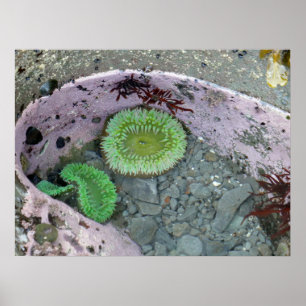 Getijdenpoel in Pacific Northwest met groene anemo Poster