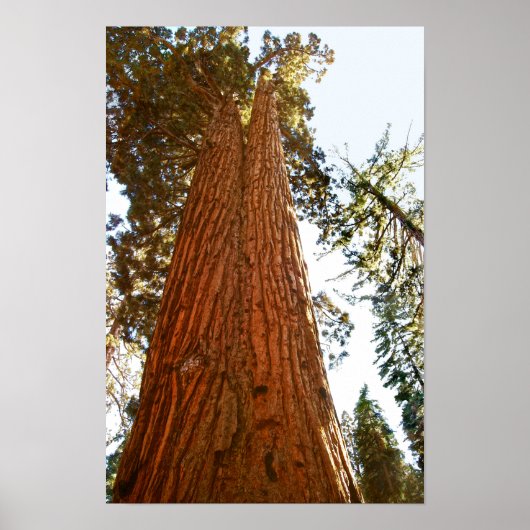 Getrouwe Koppel Sequoia Bomen, Yosemite Poster (Voorkant)