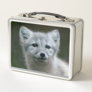 Getty Afbeeldingen Arctic Fox Kit