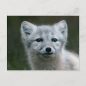 Getty Afbeeldingen | Arctic Fox Kit Briefkaart (Voorkant)