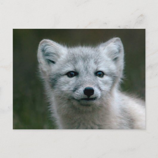 Getty Afbeeldingen | Arctic Fox Kit Briefkaart (Voorkant)