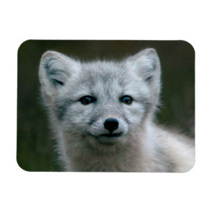 Getty Afbeeldingen   Arctic Fox Kit Magneet