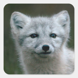 Getty Afbeeldingen Arctic Fox Kit Vierkante Sticker