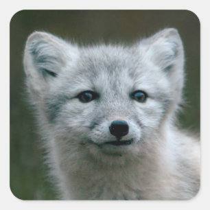 Getty Afbeeldingen   Arctic Fox Kit Vierkante Sticker