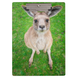 Getty Afbeeldingen   Baby Kangaroo Klembord