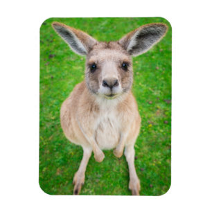 Getty Afbeeldingen Baby Kangaroo Magneet