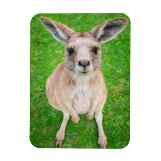 Getty Afbeeldingen | Baby Kangaroo Magneet (Verticaal)