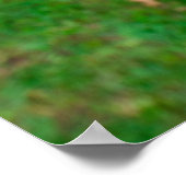 Getty Afbeeldingen | Baby Kangaroo Poster (Hoek)