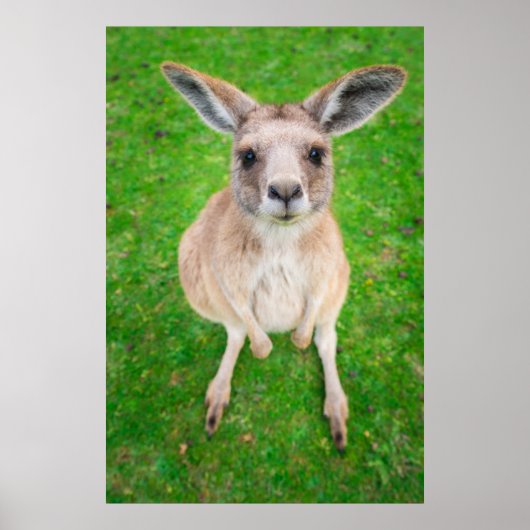 Getty Afbeeldingen | Baby Kangaroo Poster (Voorkant)