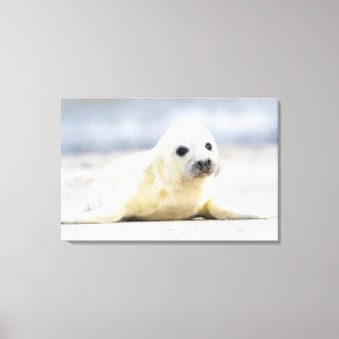 Getty Afbeeldingen Baby zegel Canvas Afdruk