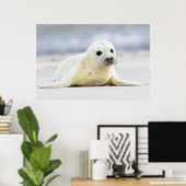 Getty Afbeeldingen | Baby zegel Poster (Thuiskantoor)