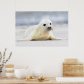 Getty Afbeeldingen | Baby zegel Poster (Keuken)