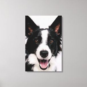 Getty Afbeeldingen Een glimlach-grenscollie Canvas Afdruk