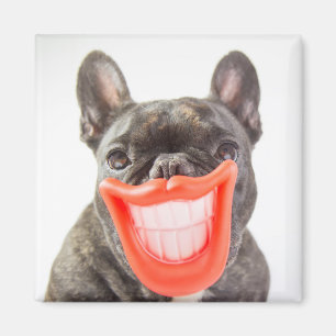 Getty Afbeeldingen   Een glimlende hond Magneet