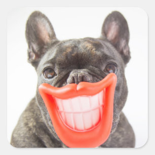 Getty Afbeeldingen   Een glimlende hond Vierkante Sticker