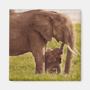 Getty Afbeeldingen   Elefant en Baby Magneet