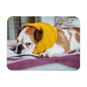 Getty Afbeeldingen   Engelse Bulldog Magneet