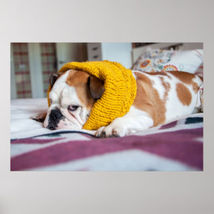 Getty Afbeeldingen Engelse Bulldog Poster