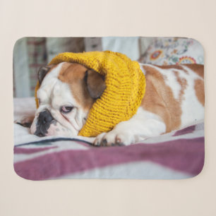 Getty Afbeeldingen Engelse Bulldog Sherpa Deken