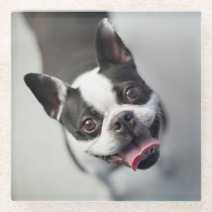 Getty Afbeeldingen Franse Bulldog Glazen Onderzetter