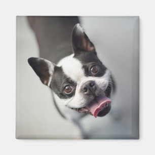 Getty Afbeeldingen Franse Bulldog Magneet