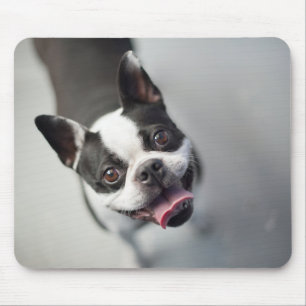 Getty Afbeeldingen   Franse Bulldog Muismat