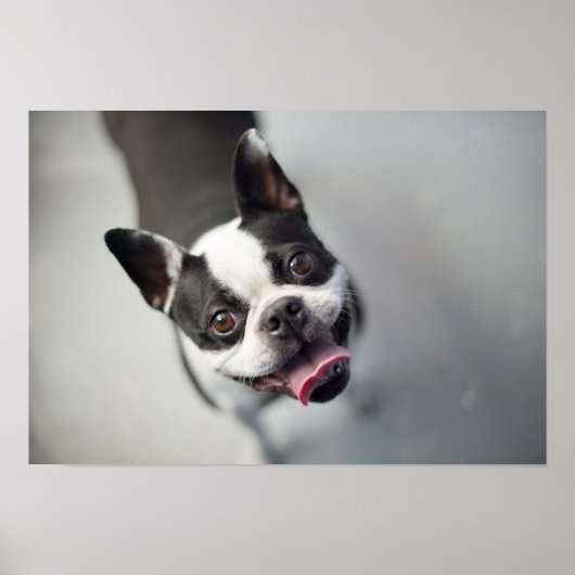 Getty Afbeeldingen | Franse Bulldog Poster (Voorkant)