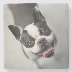 Getty Afbeeldingen Franse Bulldog Stenen Onderzetter
