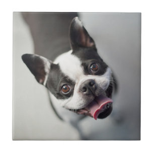 Getty Afbeeldingen Franse Bulldog Tegeltje